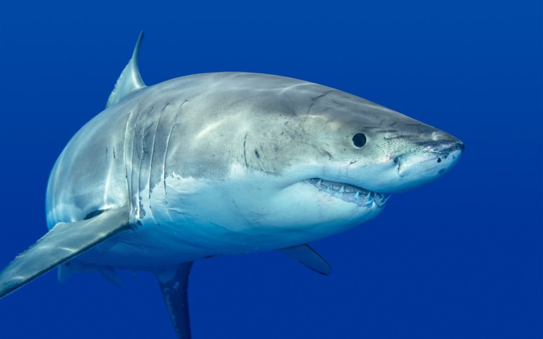 Five Fascinating Facts About Great White Sharks