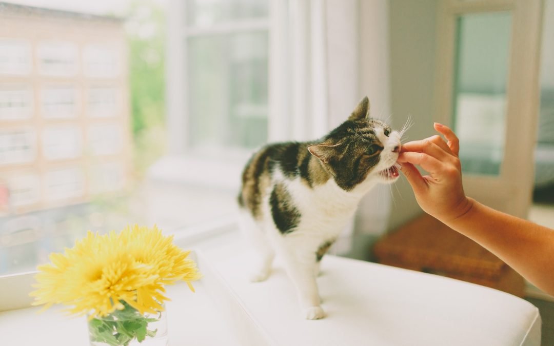 Cat Dental Health